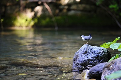 小溪