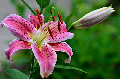 百合花
