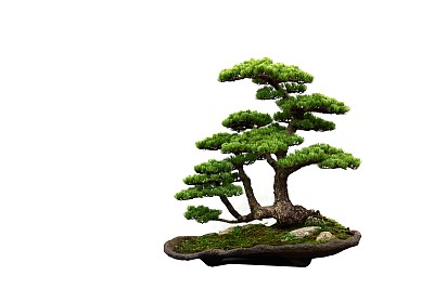 矮小的植物