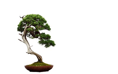 矮小的植物