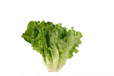 生菜