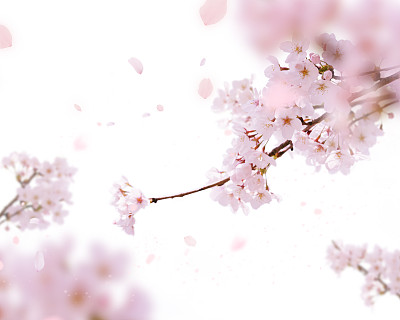 樱花