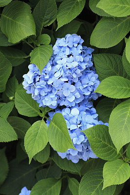 八仙花属