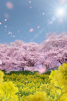 樱桃树和油菜花盛开