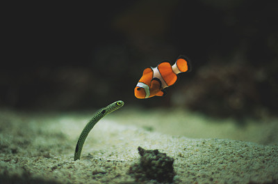 海葵鱼