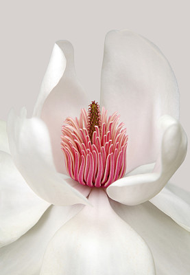 雄蕊