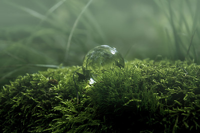 苔藓