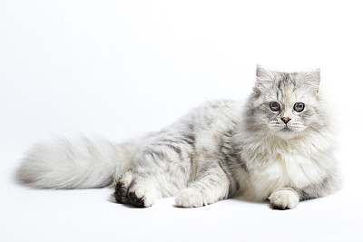 小猫