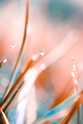 露水
