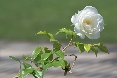 花簇