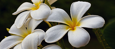 赤素馨花