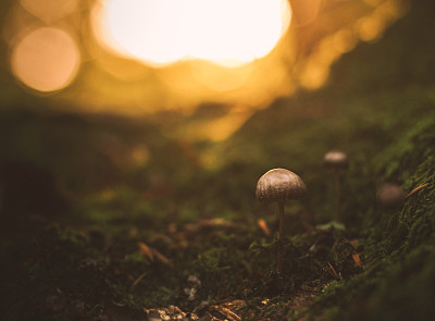 苔藓