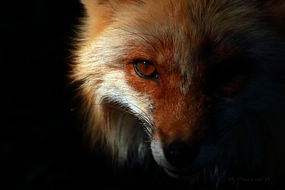 狐狸