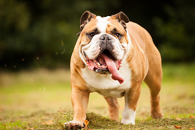 斗牛犬