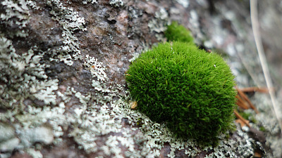 苔藓