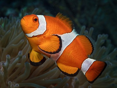 海葵鱼