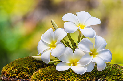 赤素馨花