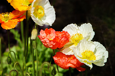 水仙花