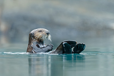 海獭