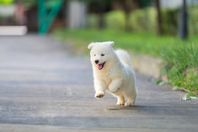 纯种犬