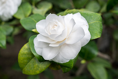 茶花