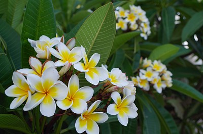 赤素馨花