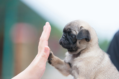 巴哥犬