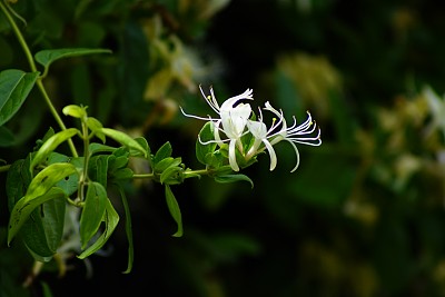 植物学