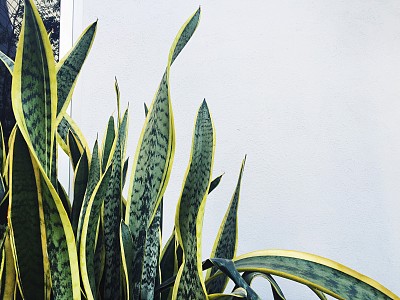 龙舌兰属植物