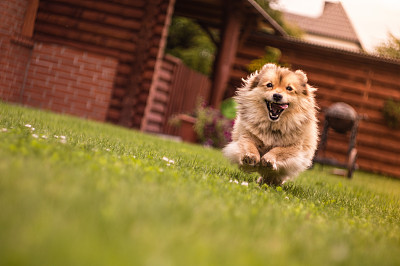 犬科
