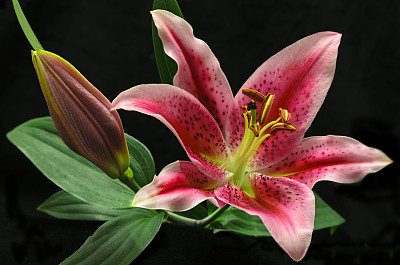 百合花
