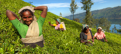 Tea Plantation Workers重复图片