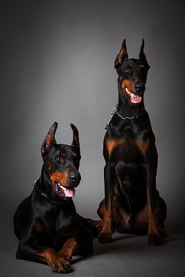 杜宾犬