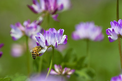 蜜蜂