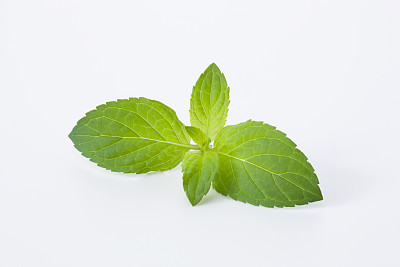 薄荷
