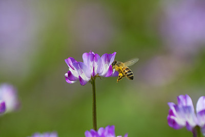 蜜蜂