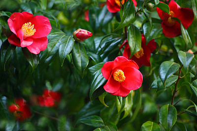 茶花