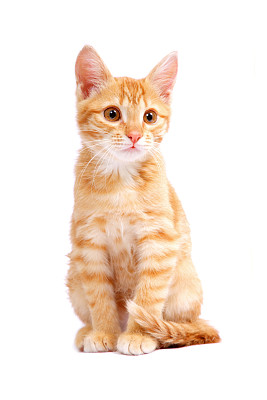 小猫