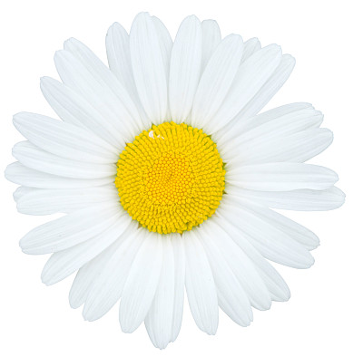 甘菊花