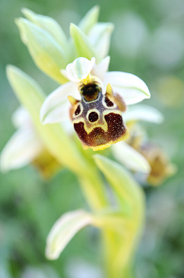 蜂兰花(Ophrys apifera)