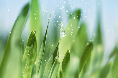露水