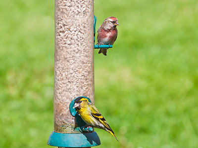 雄性西金雀和红雀在种子喂食器上