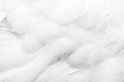 毛绒绒