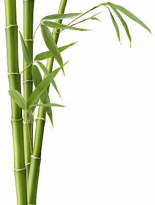 竹