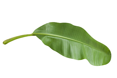 香蕉树