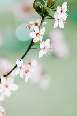 嫩枝