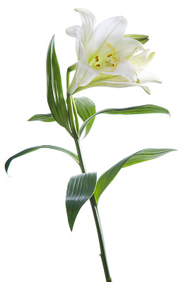 百合花
