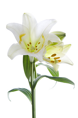 百合花