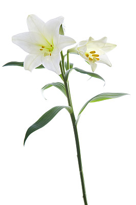 百合花