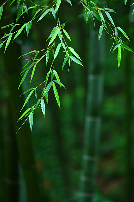 竹